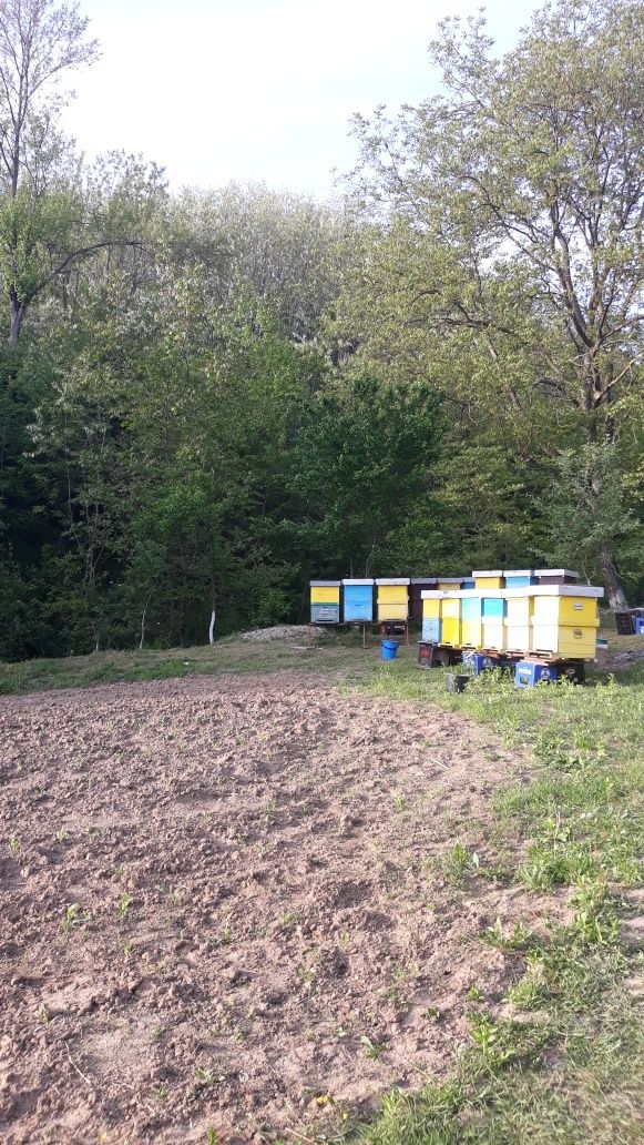De vînzare familii de albine 20 de familii cu lăzi