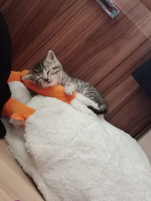 срочно отдам котят
