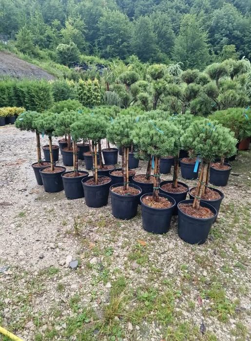 Plante Decorative Lylandii Tuia
