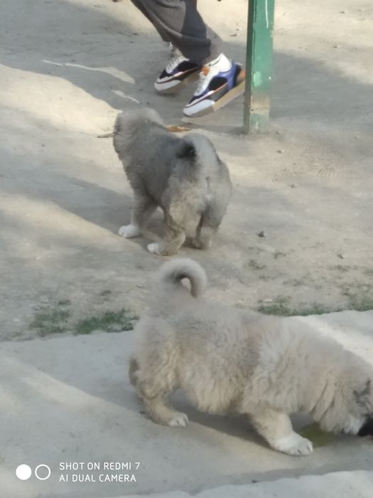 Кафказ алабай чистокровные