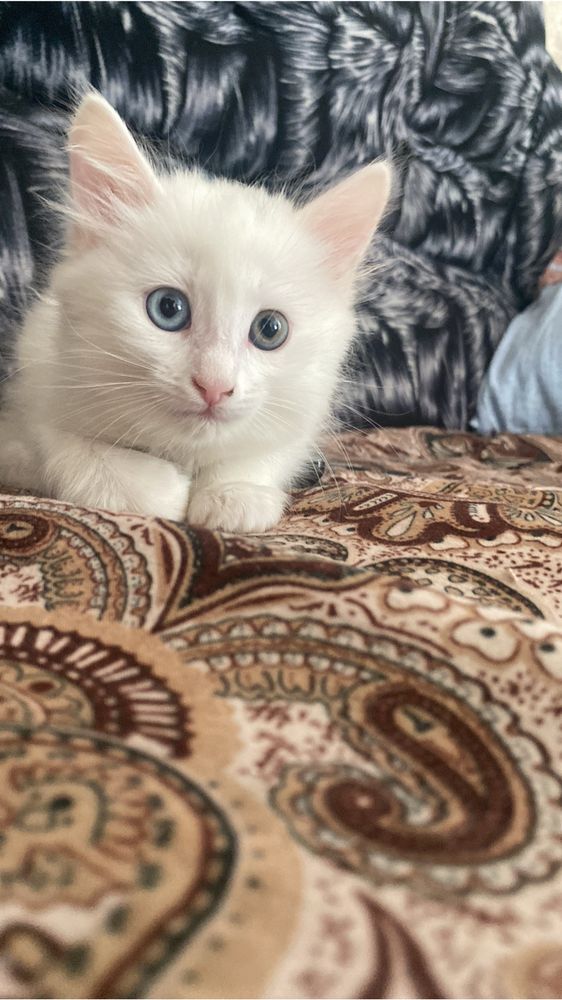 Продам Ванского котенка