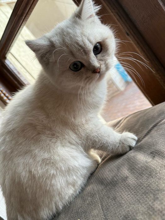 British Shorthair Chinchilla