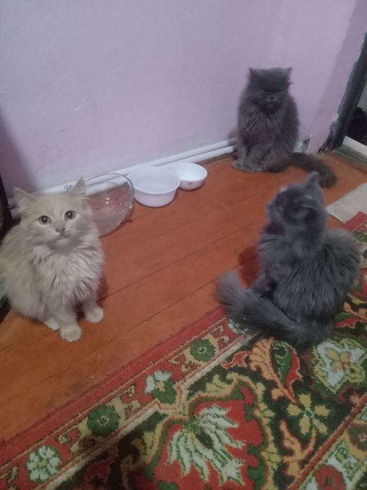 Скотиш страйт. Срочно сотилади. Соглрм.