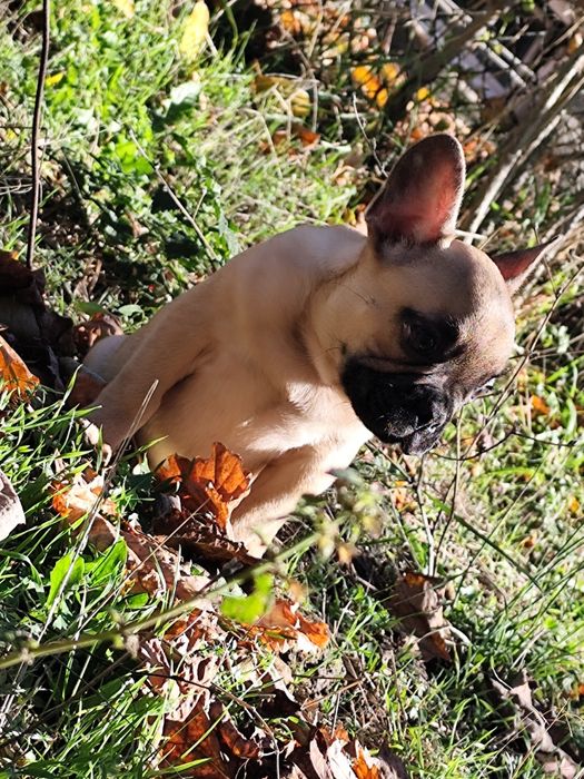 Френски болдог-Момче