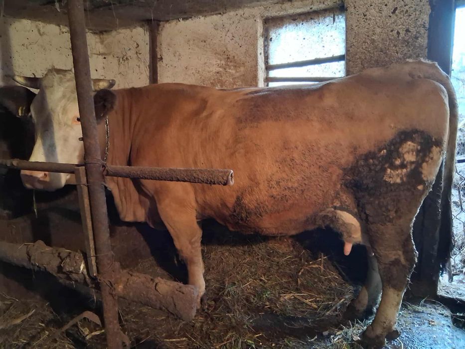 VAND VACA Gestanta in 8 luni