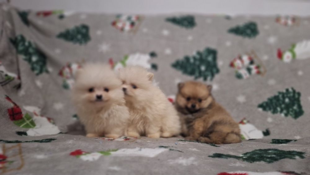 Померан мини померанчета