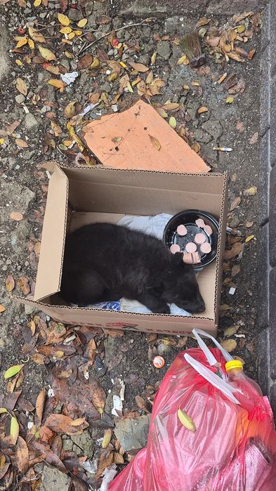 Отдам в добрые руки