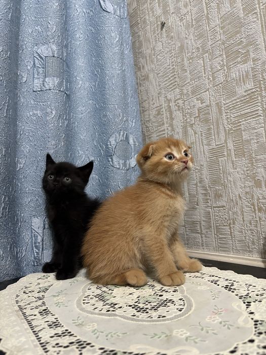 Продаются породистые котята скотиш фолд