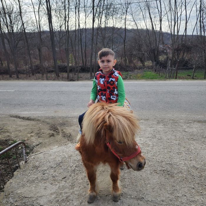 Vând poneita gestanta