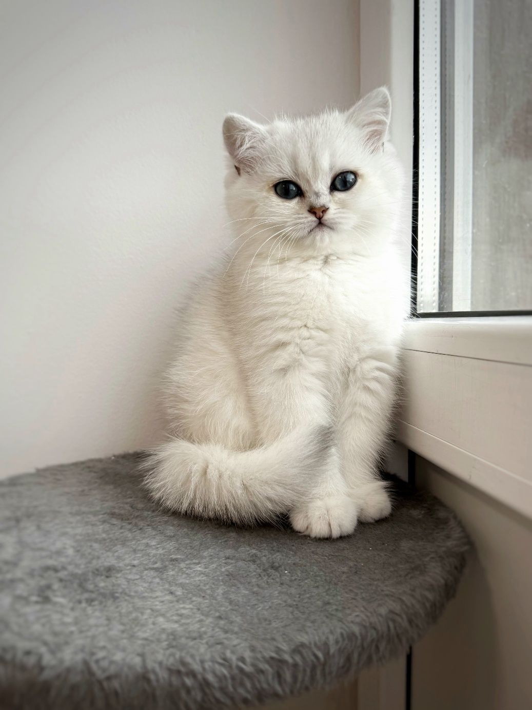British shorthair cu pedigree