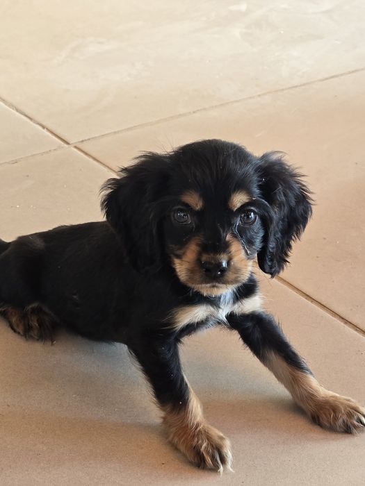 Кокер шпаньол бебета