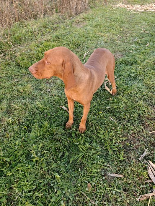 Femelă Vijlă(vizsla)maghiară
