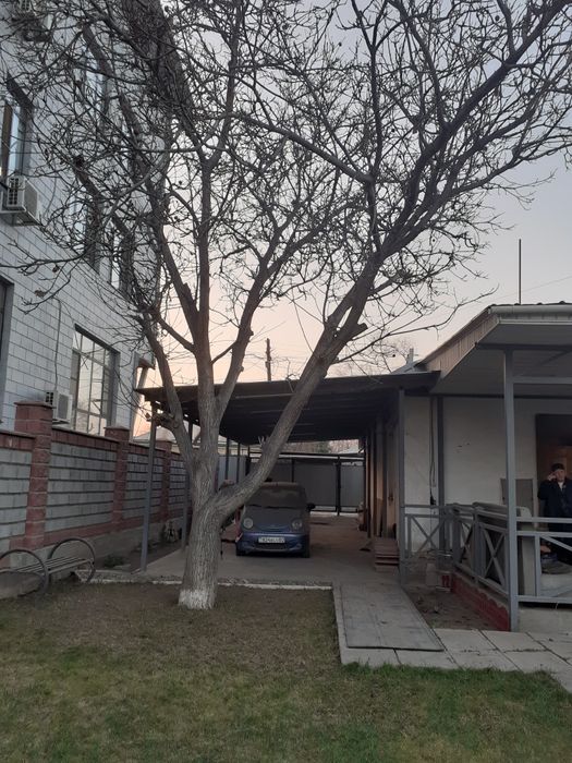 Орех грецкий под сруб