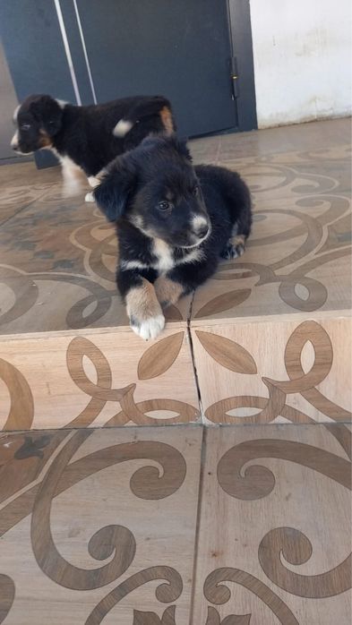 Щенки отдам даром