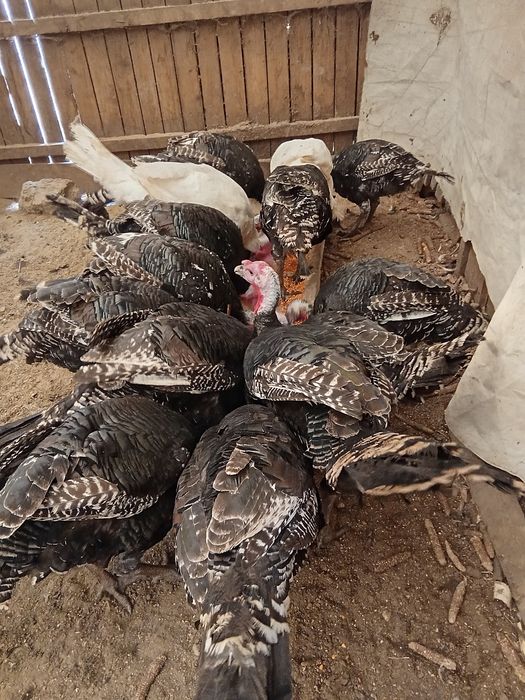 Vind curci și curcani