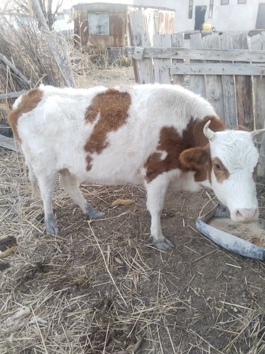 сиыр сатылады. 2 туган жас мал