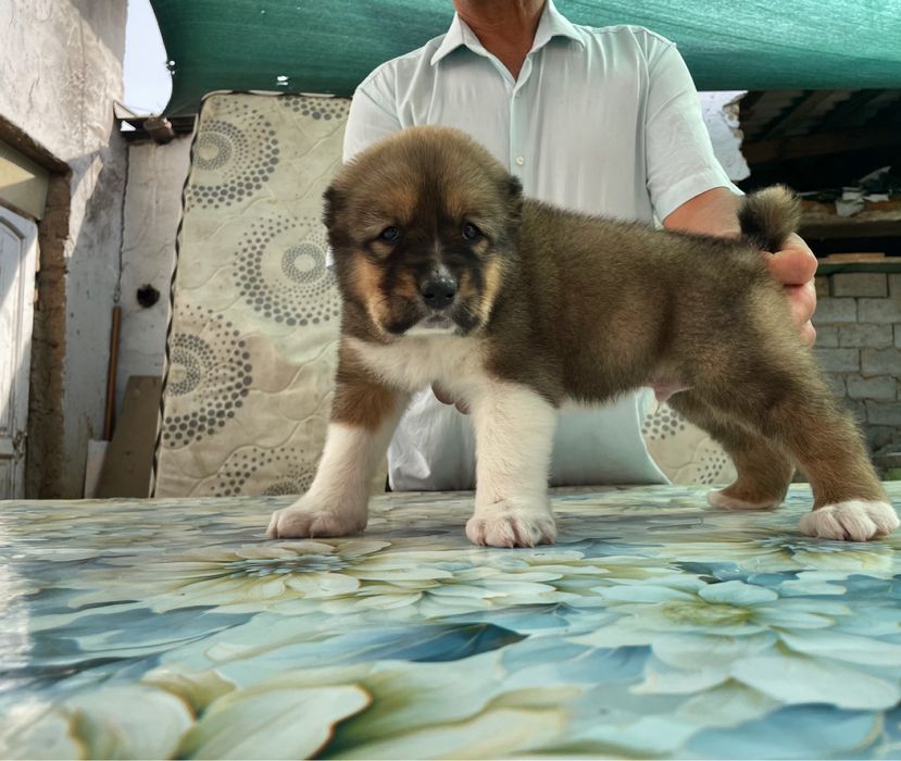 Щенок Алабая ( Супер Гигант ) кафказский