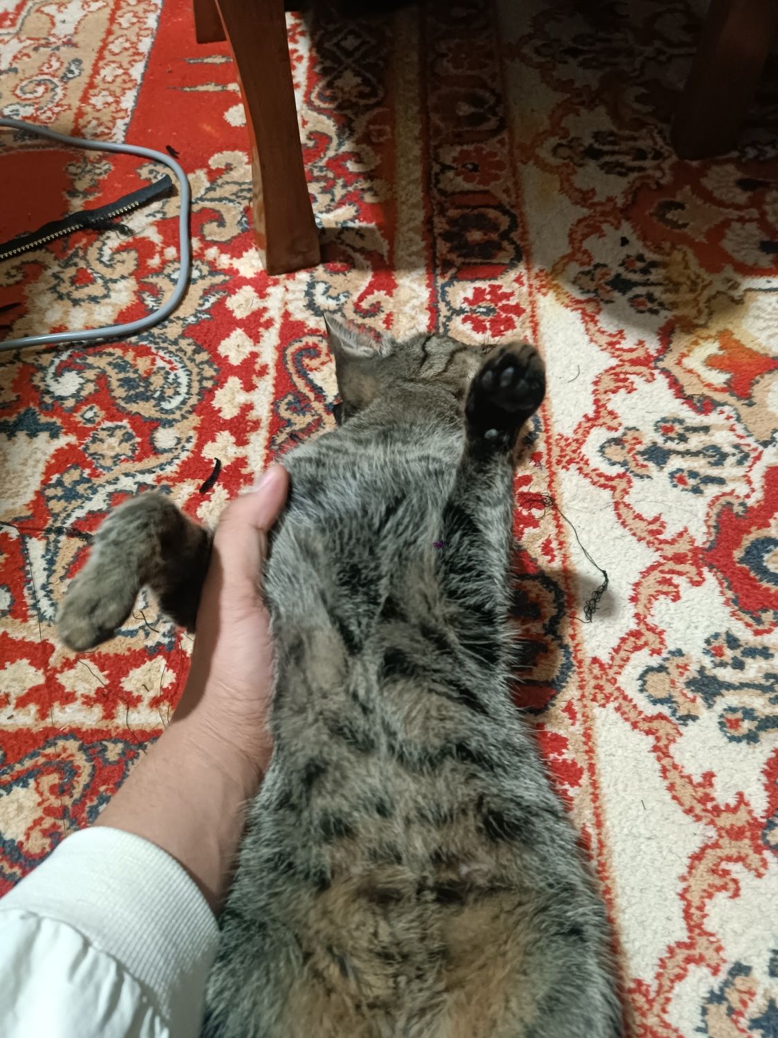 Mushuk sotiladi yolbars