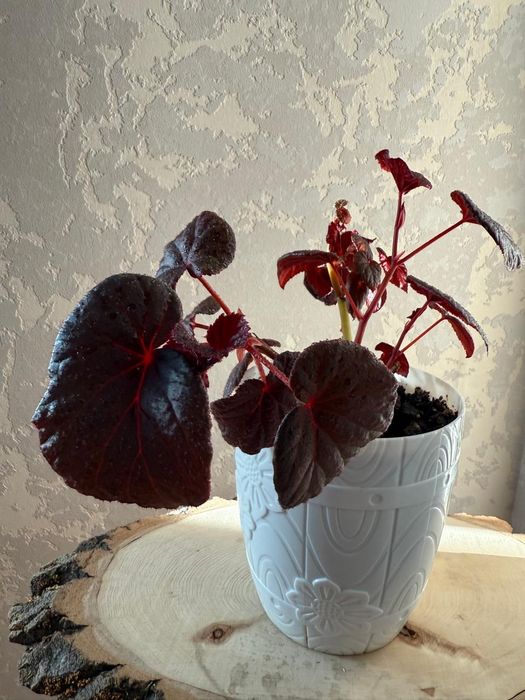 Продам бегонию с бархатистыми листьями