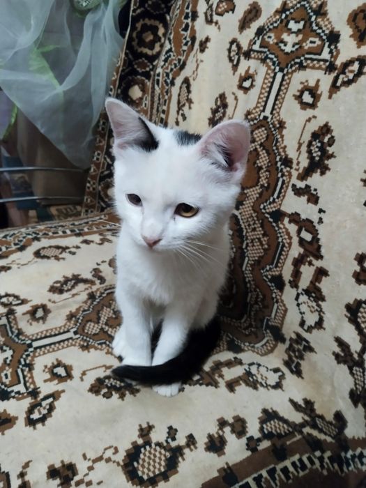 Котёнок 2,5 месяца