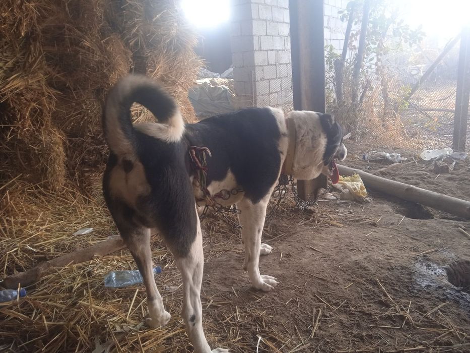 It sotiladi narxi yaxshi