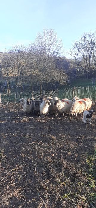 Oi turcane de vanzare