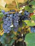 Vând struguri de vin