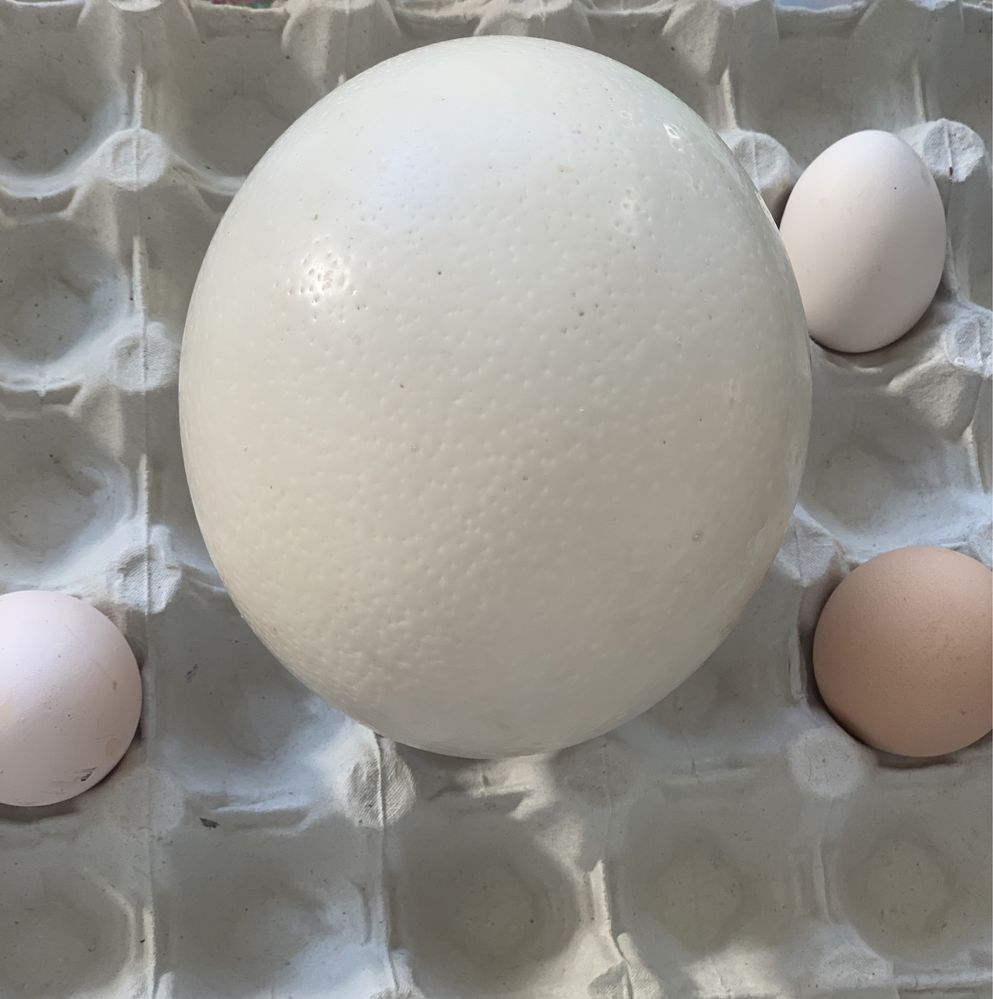 Vând oua Strut Pt Consum sau incubator