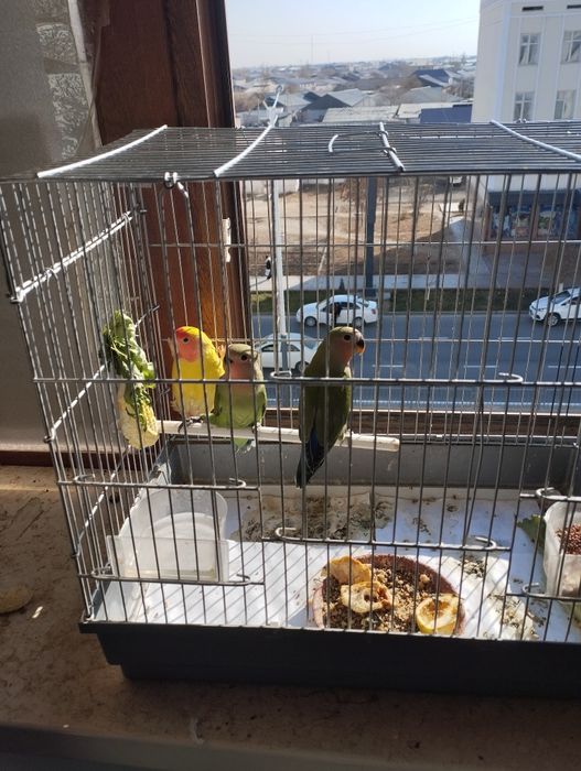 Неразрушка 4та бор