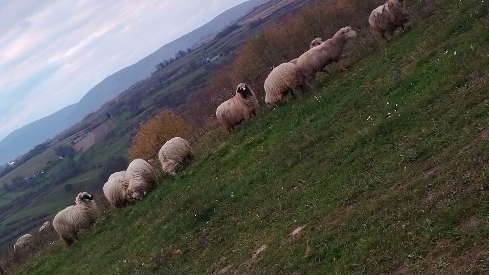 Mioare și stramioare