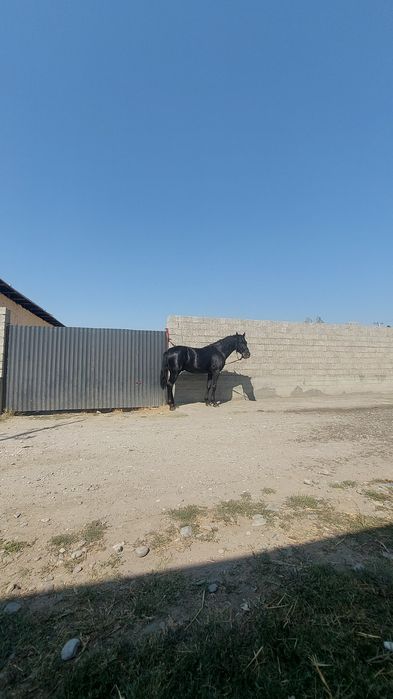 Uloqchi ot qorabayir