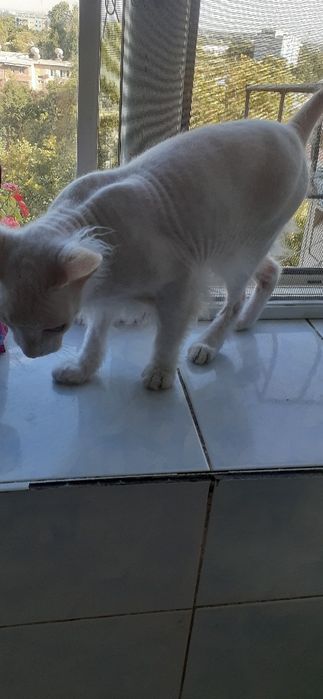 Продам трехдеьнию кошку