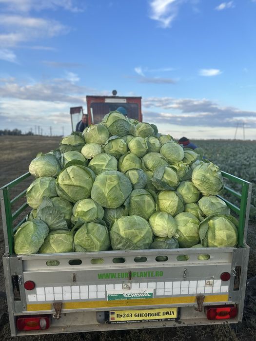 Varza de toamna speciala pentru murat