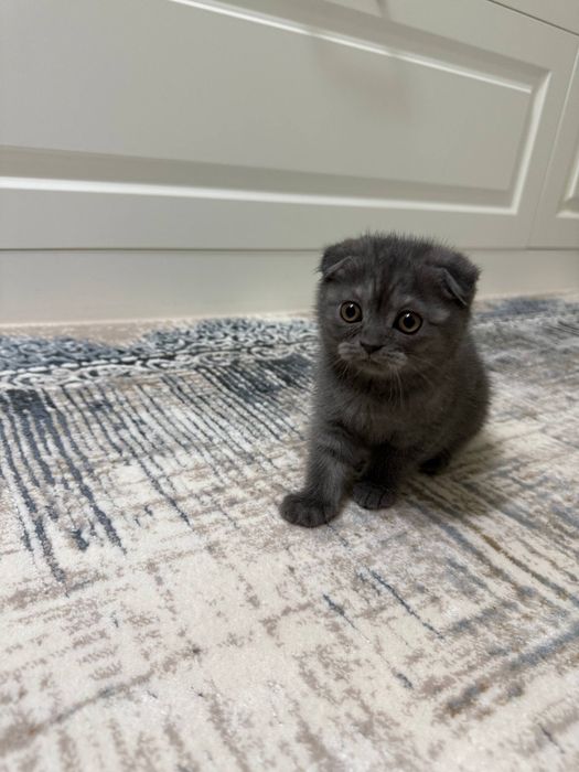 Продается котёнок (девочка 1,5 месяца)