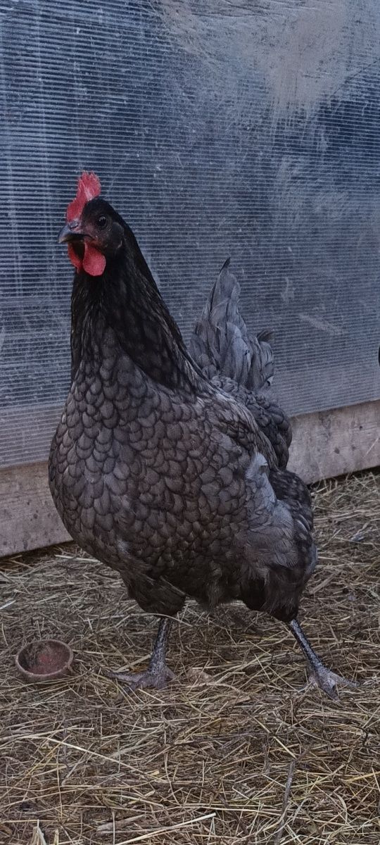 Ouă Marans,  Australorp Albastru și Sebring