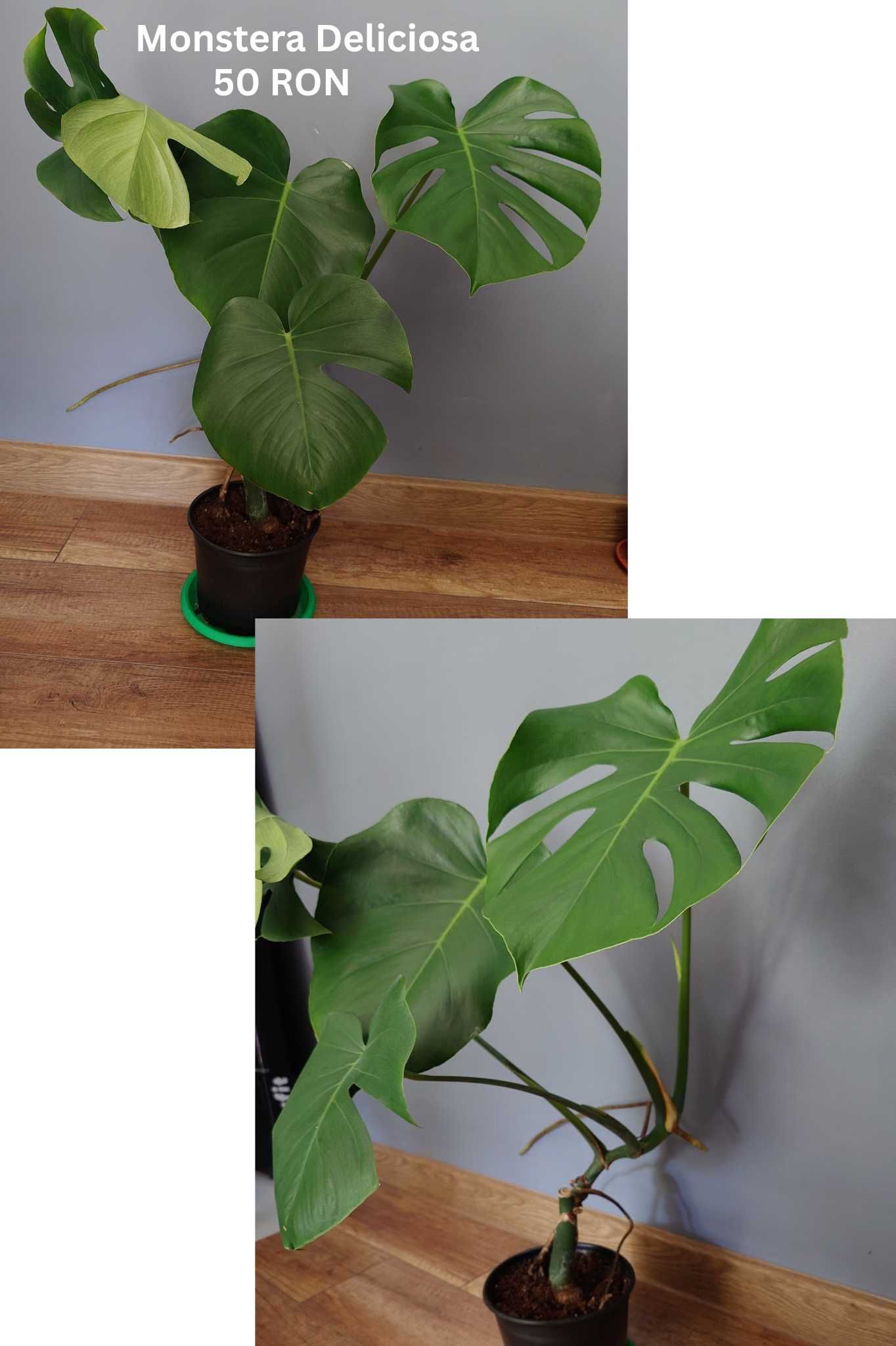 Plante de apartament