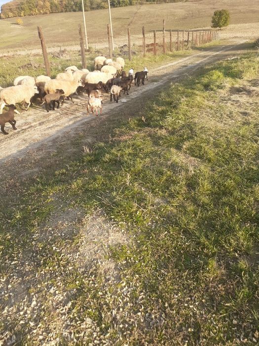 Vind oi fatate și gestante