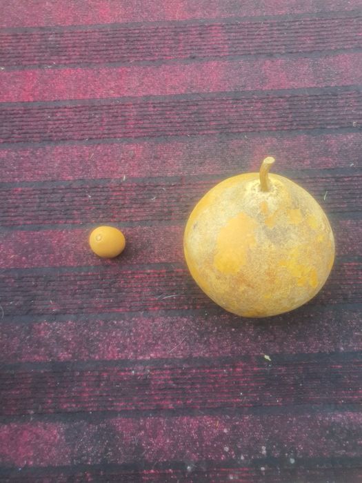 Сотилади томошаковок