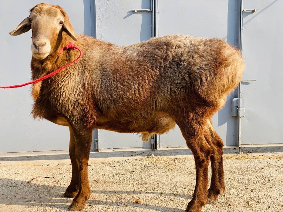 Кучкор сотилади!