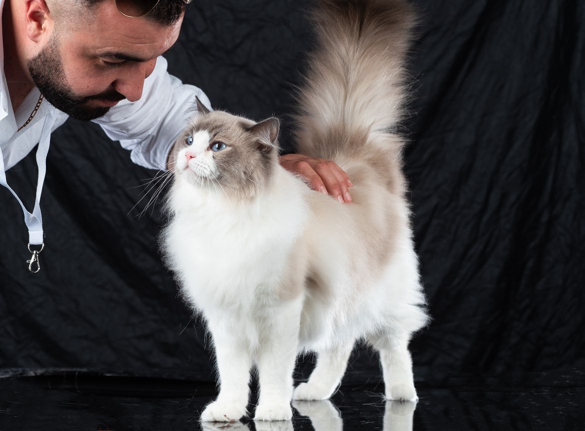 Ragdoll /Рагдолл/с Родословие
