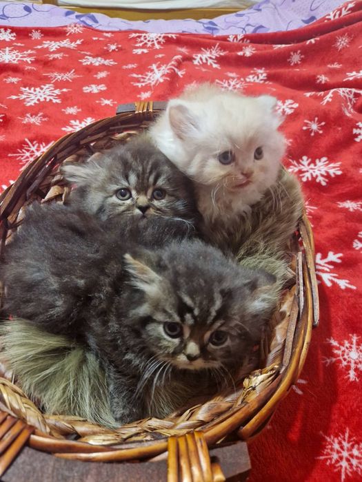 Персийски котета