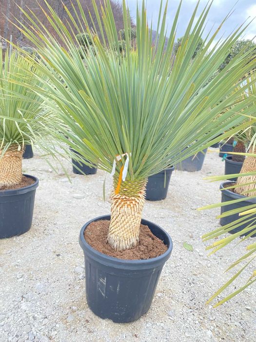 Plante ornamentale ce încântă prin forme și culori naturale