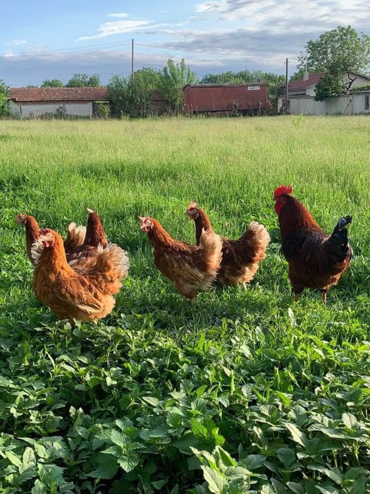 Кокошки  носачки за яйца