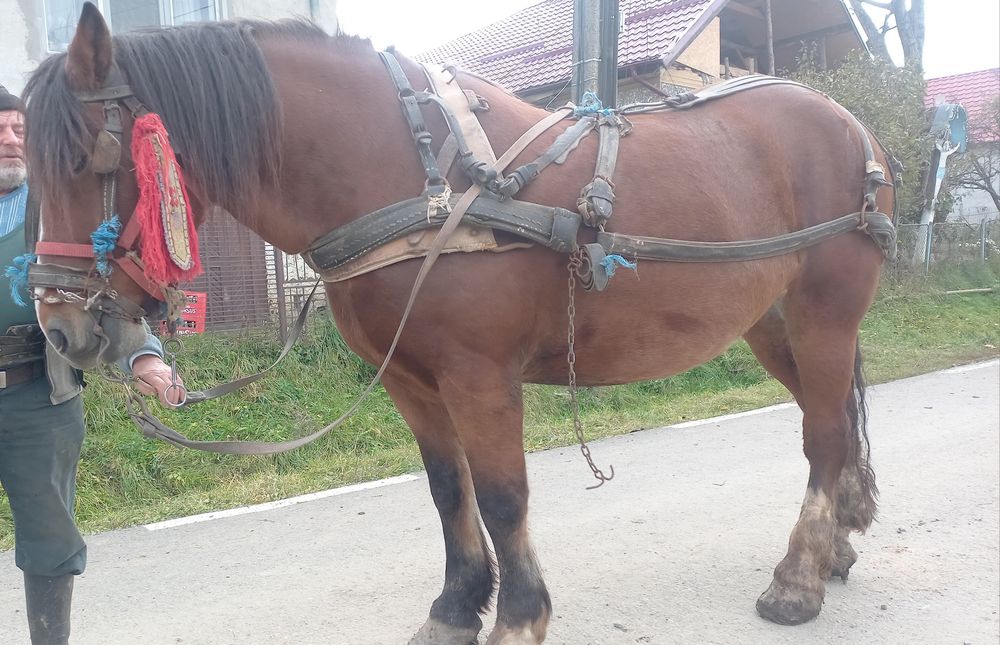Cal tracțiune 7 ani cu caruta plug etc..