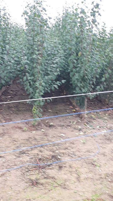 Vând pomi fructiferi