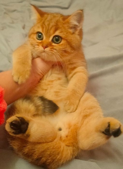 Котята Шиншиллы шоу класса