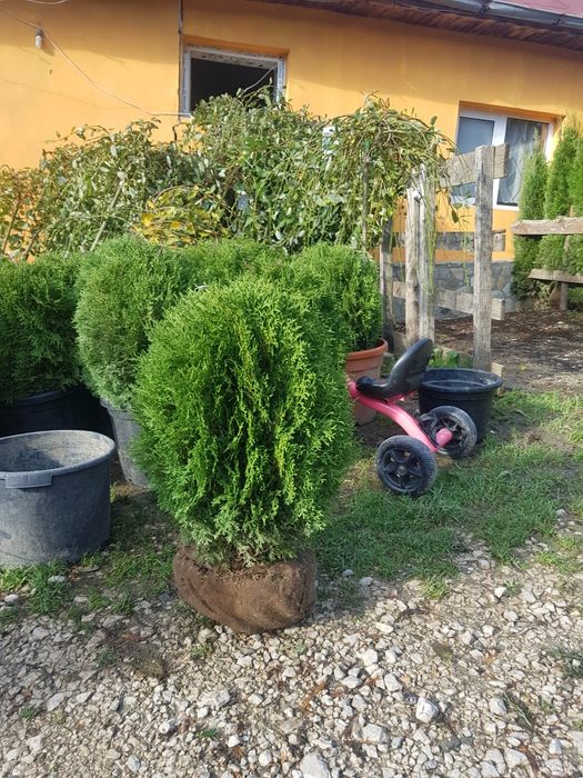 Foioase copaci ornamentali