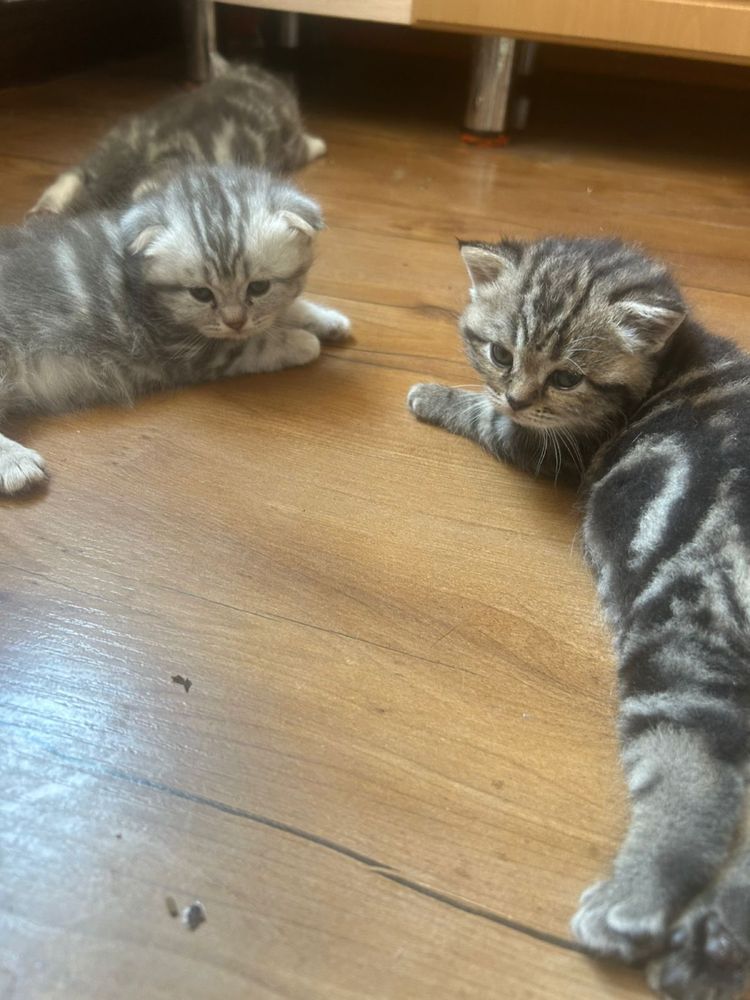 Вислаухие котята