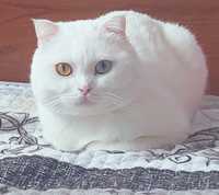 Вязка шотландский белый кот