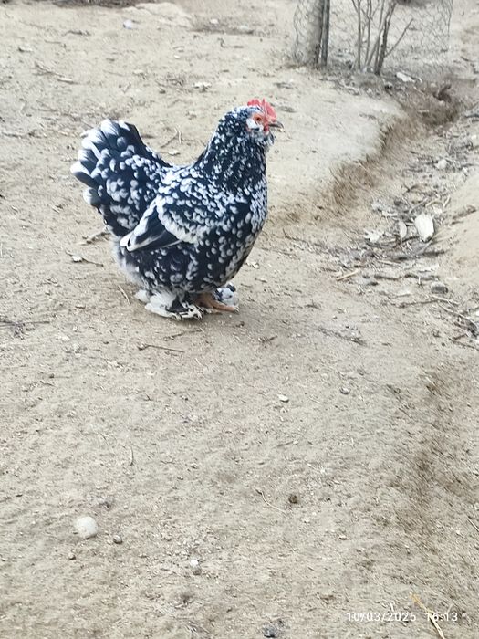 Vand oua pt incubat Gaini pitice încălțate